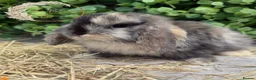 Mini Lop rabbits for sale: Gorgeous Pure Bred Mini Lops - Advert 8