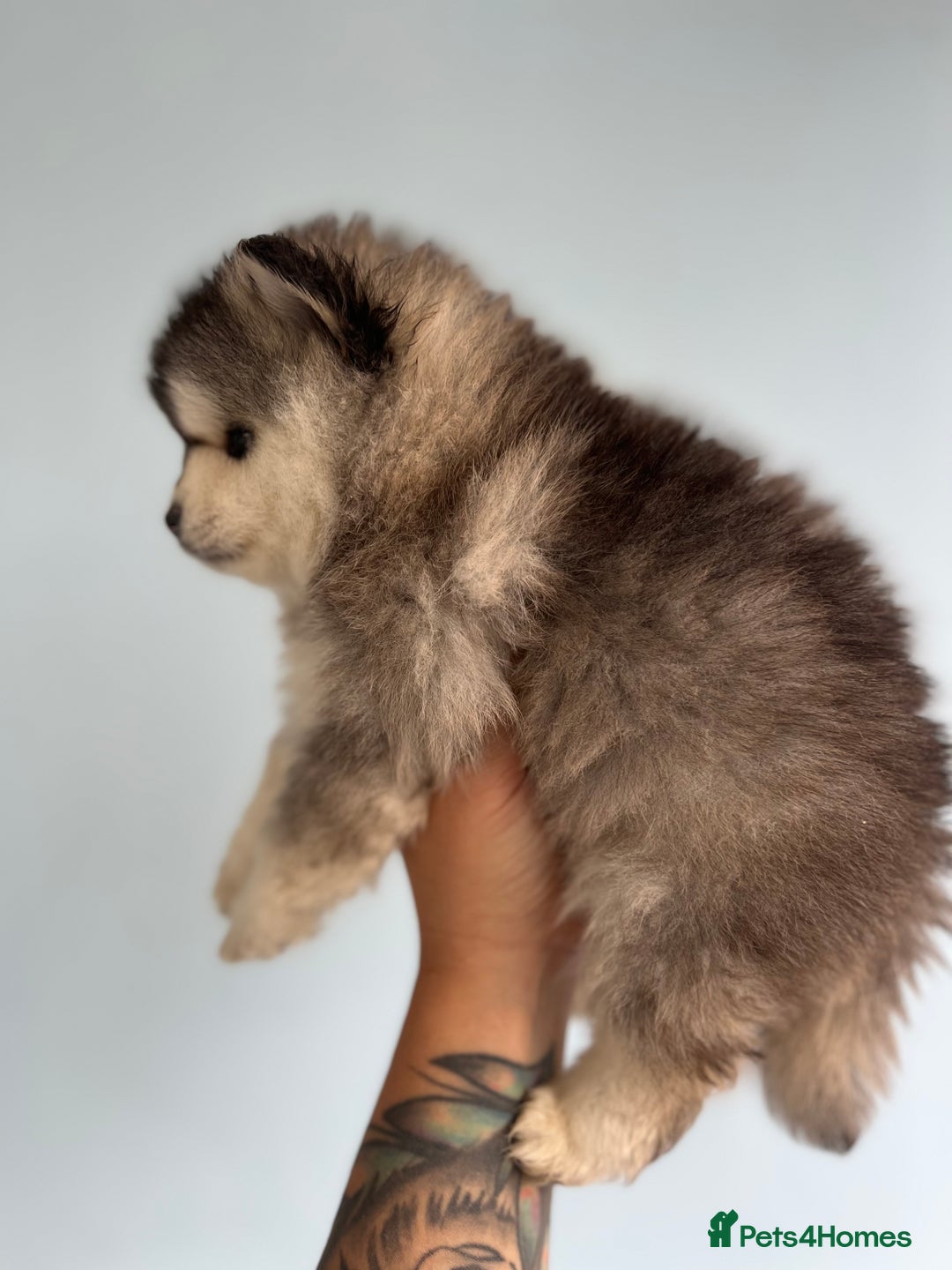 Pomsky dogs for sale: *WAITLIST OPEN* Pomsky puppy *FOUND HOMES* - Image 6
