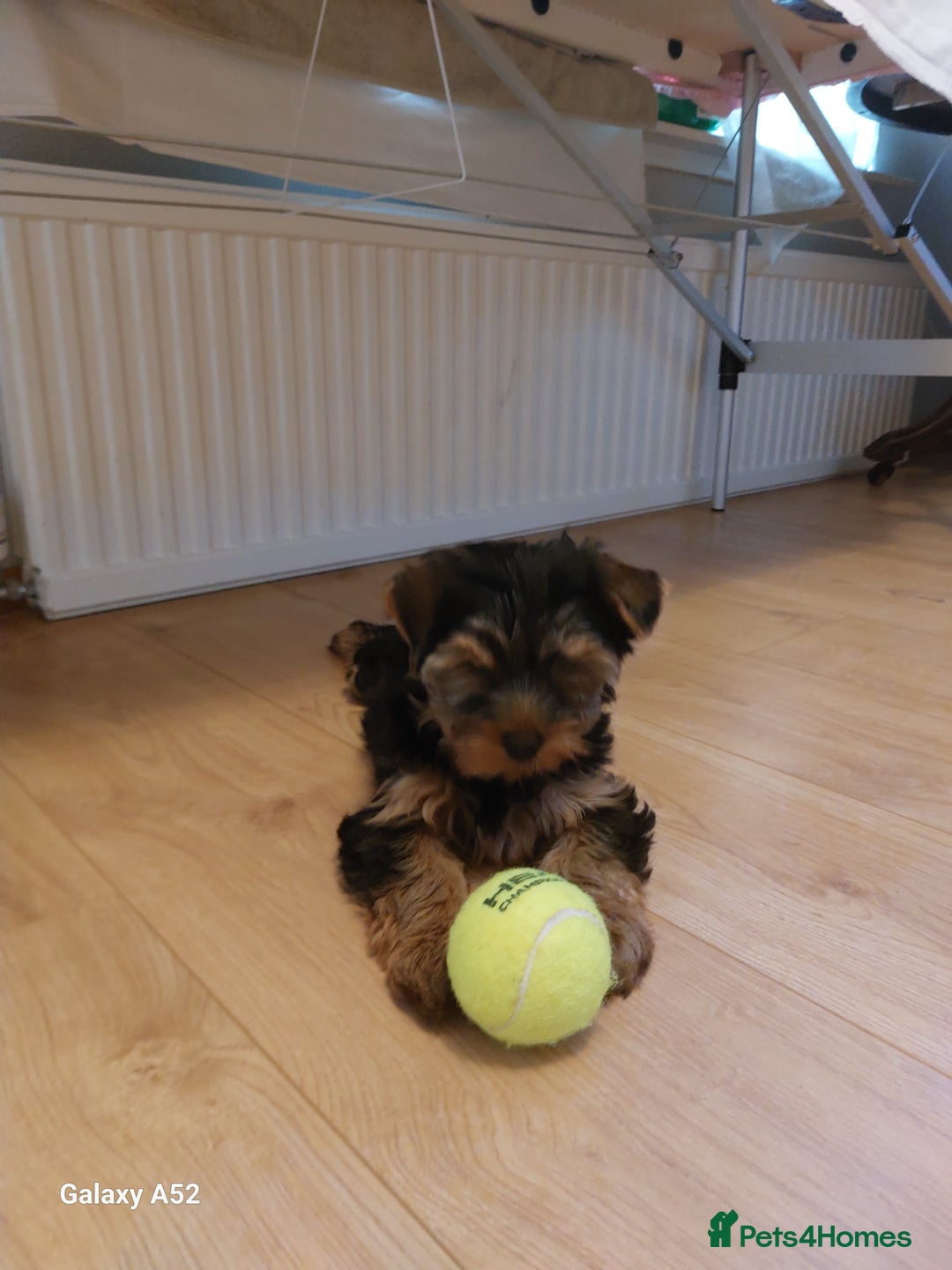Yorkshire Terrier dogs for sale: Yorkshire Terrier Puppies (2 left) - Advert 10