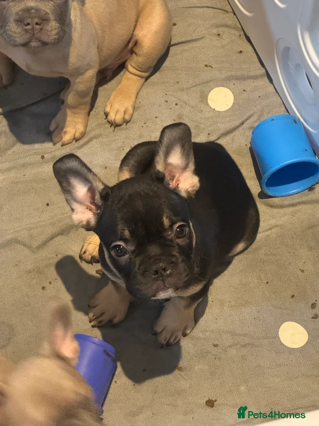 French Bulldog dogs for sale: French bull dog puppy’s for sale  - Advert 11