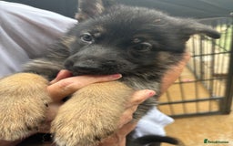 German Shepherd dogs for sale: German Shepard puppies  - Image 4
