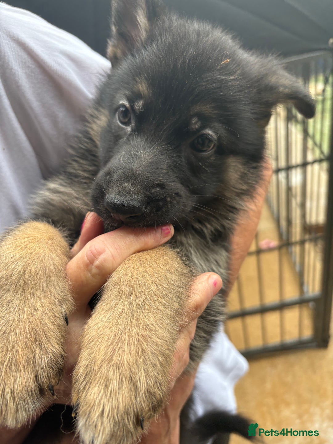 German Shepherd dogs for sale: German Shepard puppies  - Image 4