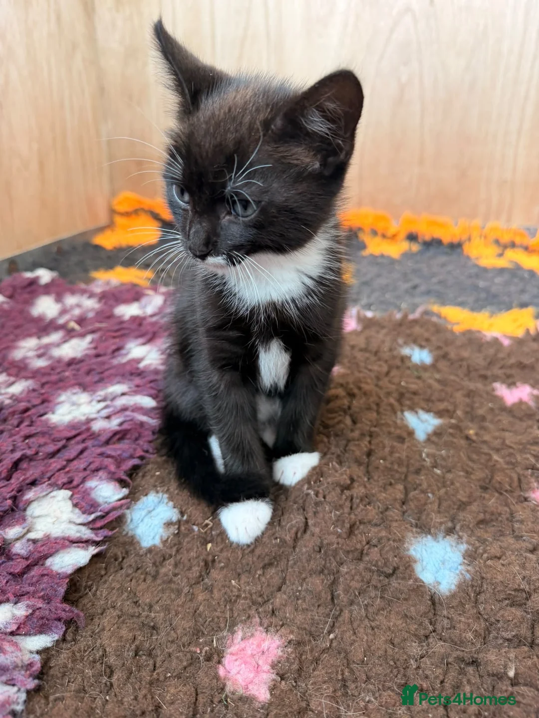 Mixed Breed cats for sale: Mixed breed kittens  - Advert 2