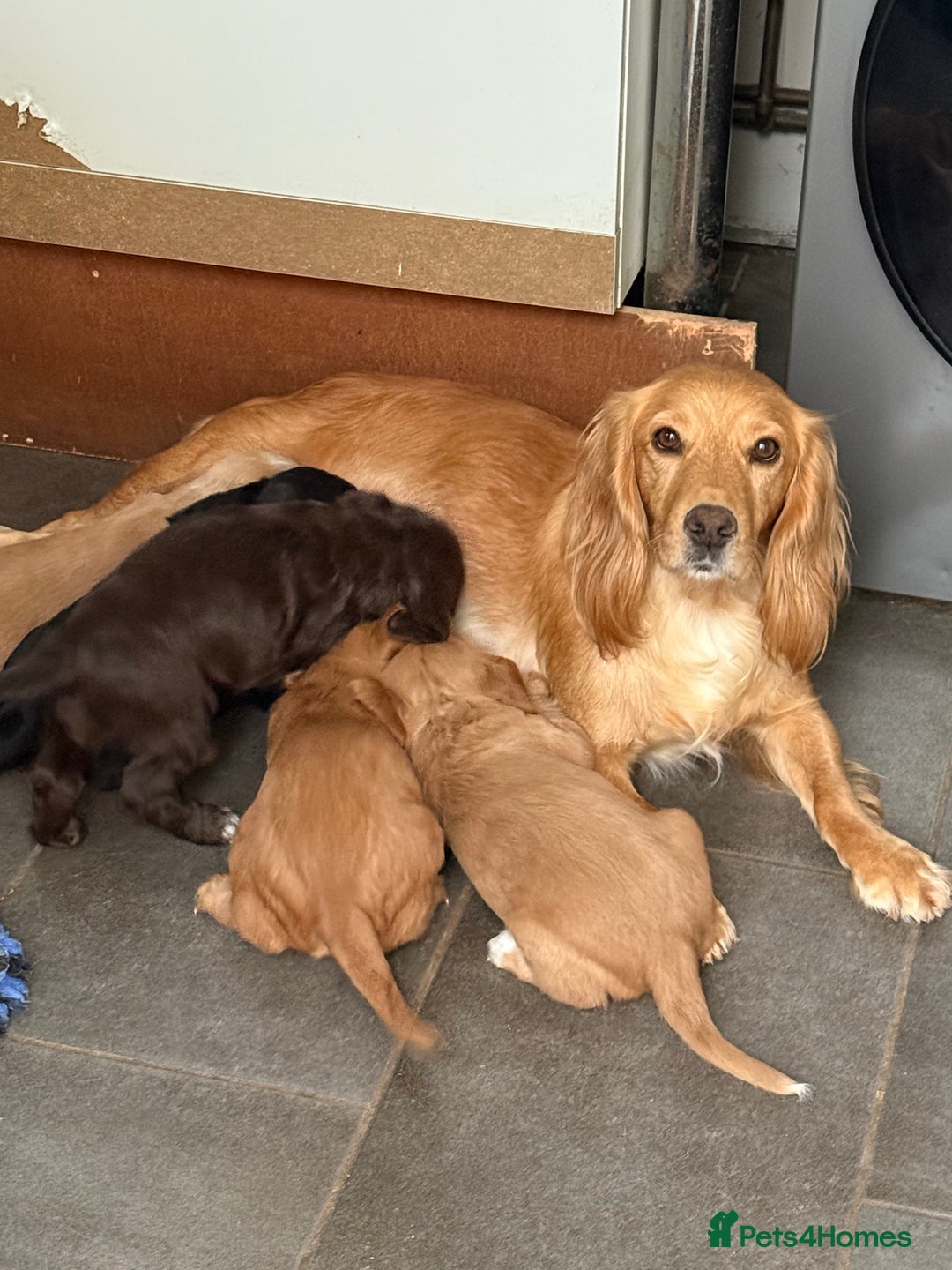 Cocker Spaniel dogs for sale: Stunning Working Cocker Puppies - Image 4