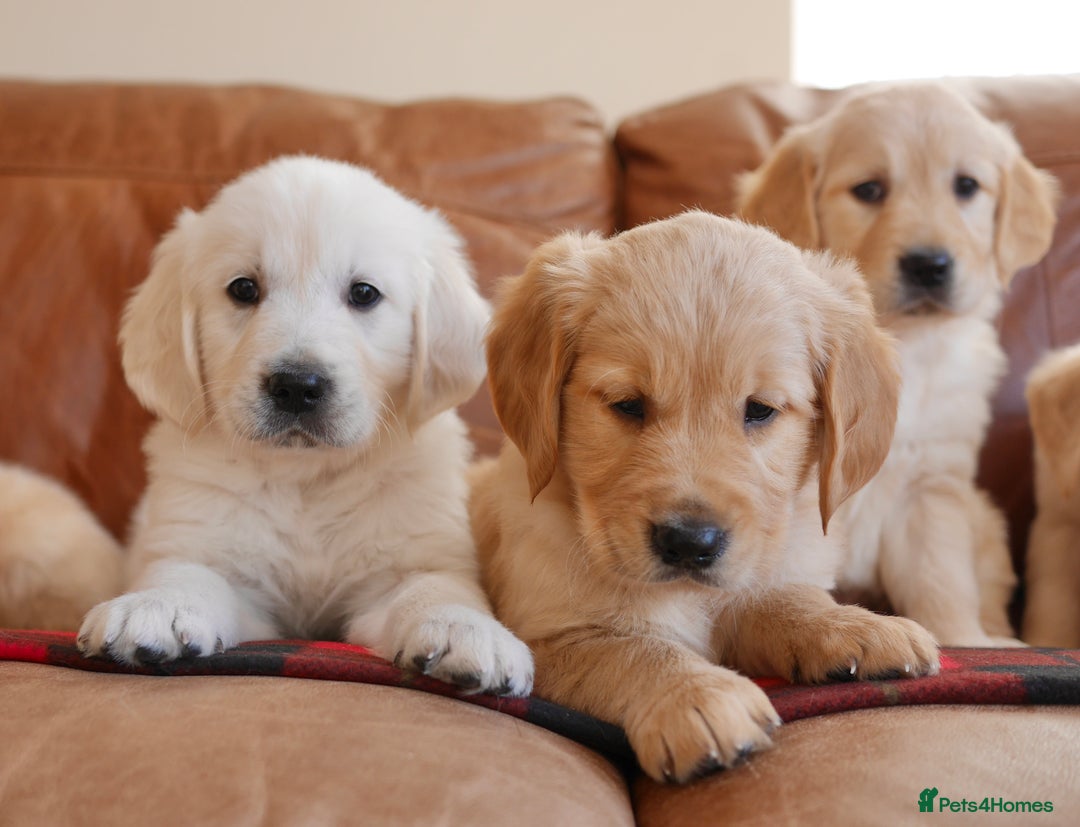 Golden Retriever dogs for sale: Quality KC Health Tested Golden Retriever Puppies - Advert 3