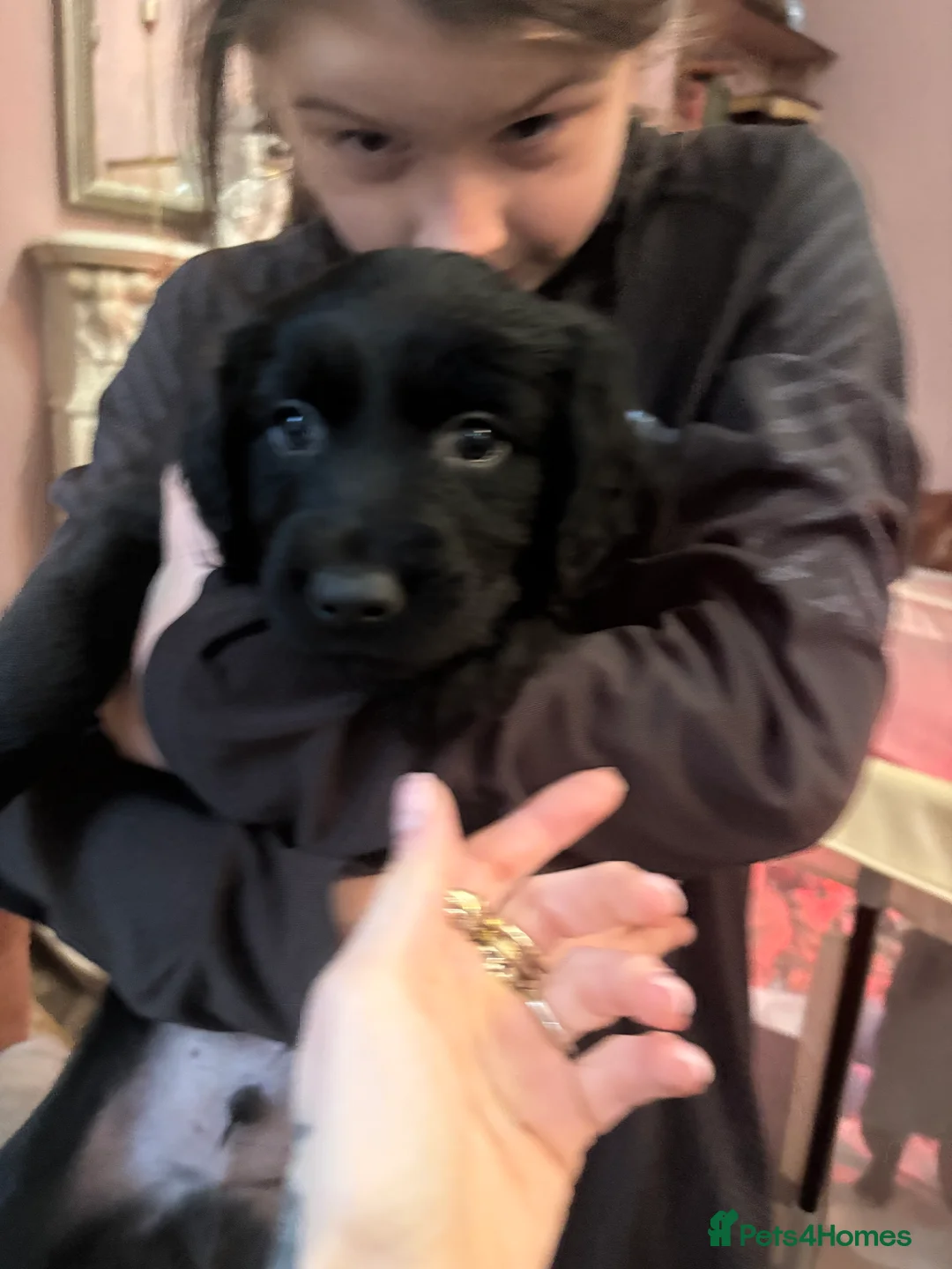 Sprollie dogs for sale: Sprollie pups ready in 5 days  - Advert 1