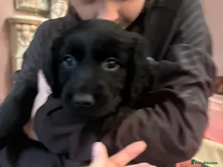 Sprollie dogs Sprollie pups ready in 5 days - Advert 2