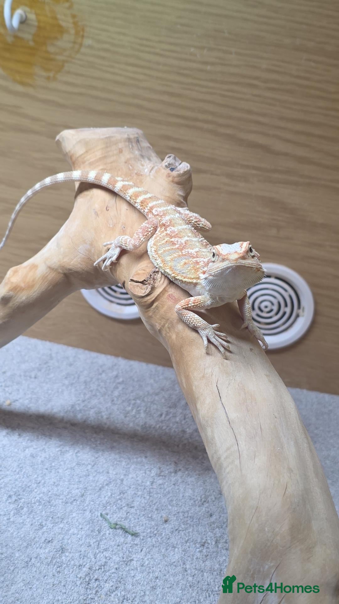 Bearded Dragon reptiles for sale: Bearded dragon - Advert 1
