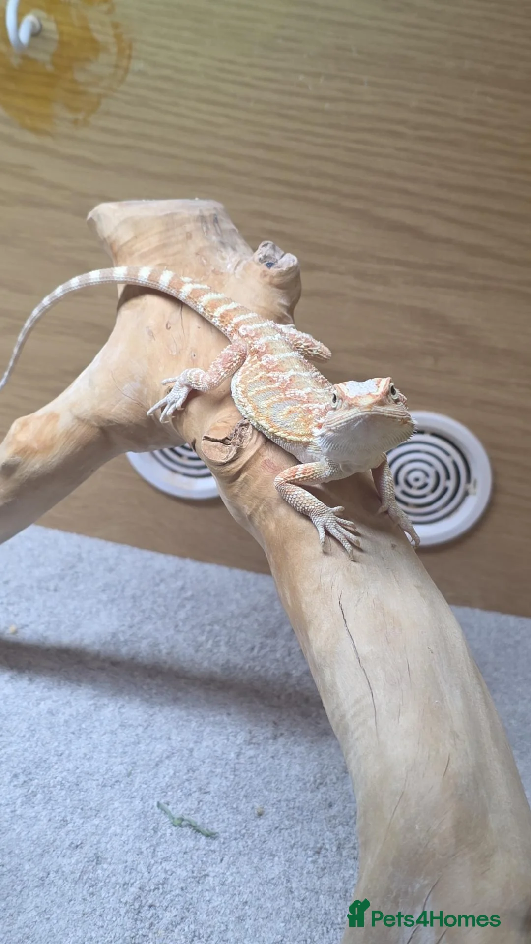 Bearded Dragon reptiles for sale: Bearded dragon - Advert 1