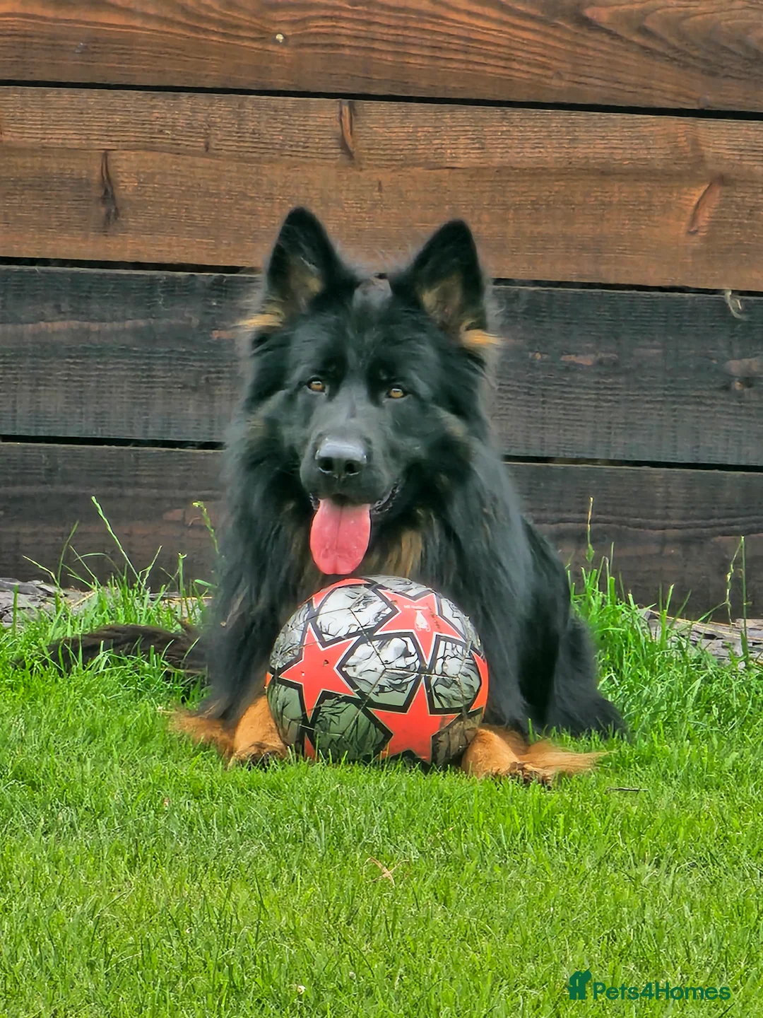 German Shepherd dogs for sale: German Shepherd Pups - Carefully Bred, Farm reared in Tarporley - Advert 2