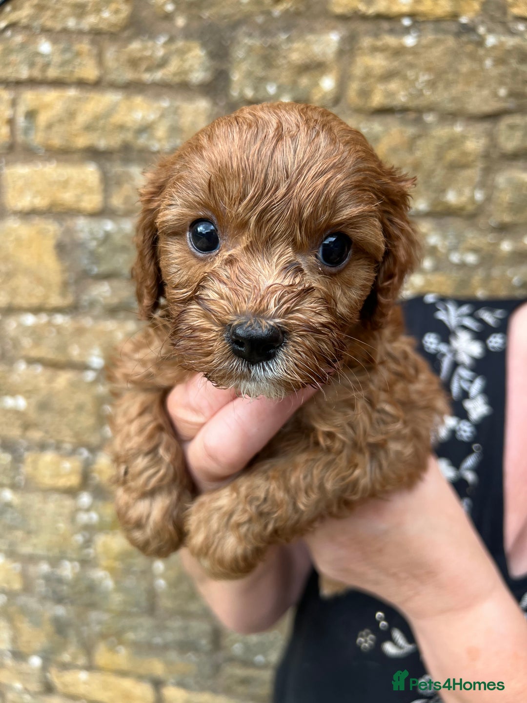 Cavapoo dogs for sale: Cavapoos puppies  - Image 9