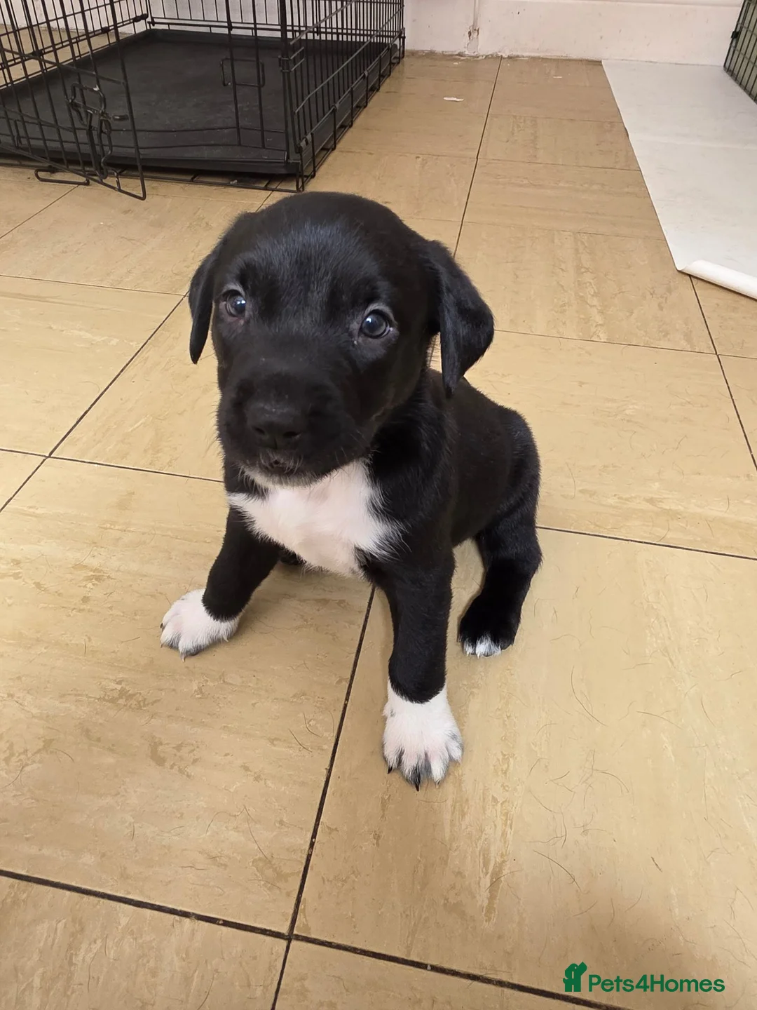 Mixed Breed dogs for sale: One female pup left in Prestatyn - Advert 4