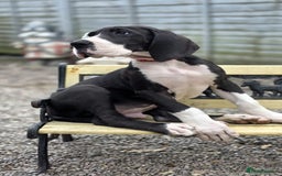 Great Dane dogs for sale: 2 remaining Championship Great Dane puppies - Image 3