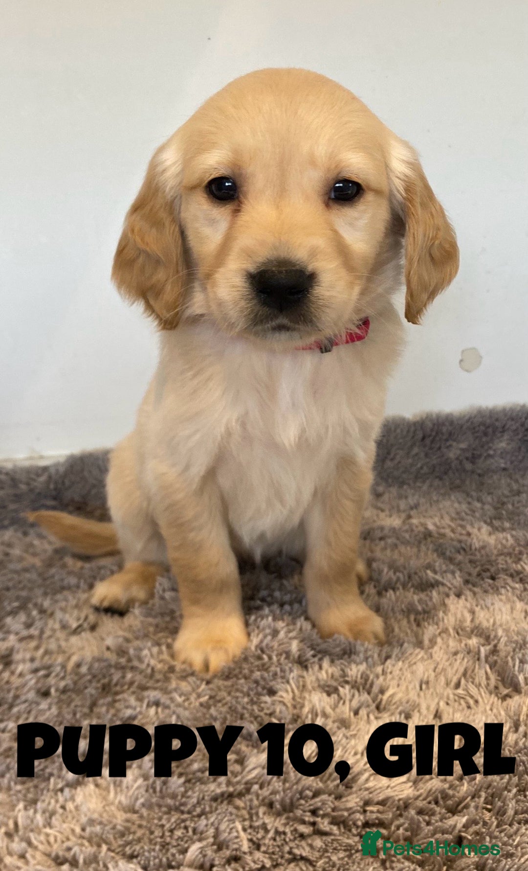 Golden Retriever dogs for sale: Gorgeous K/C Golden Retriever Puppies - Image 10