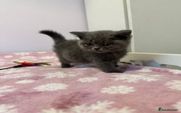 British Shorthair cats for sale: Championline British Blue kittens - Image 8
