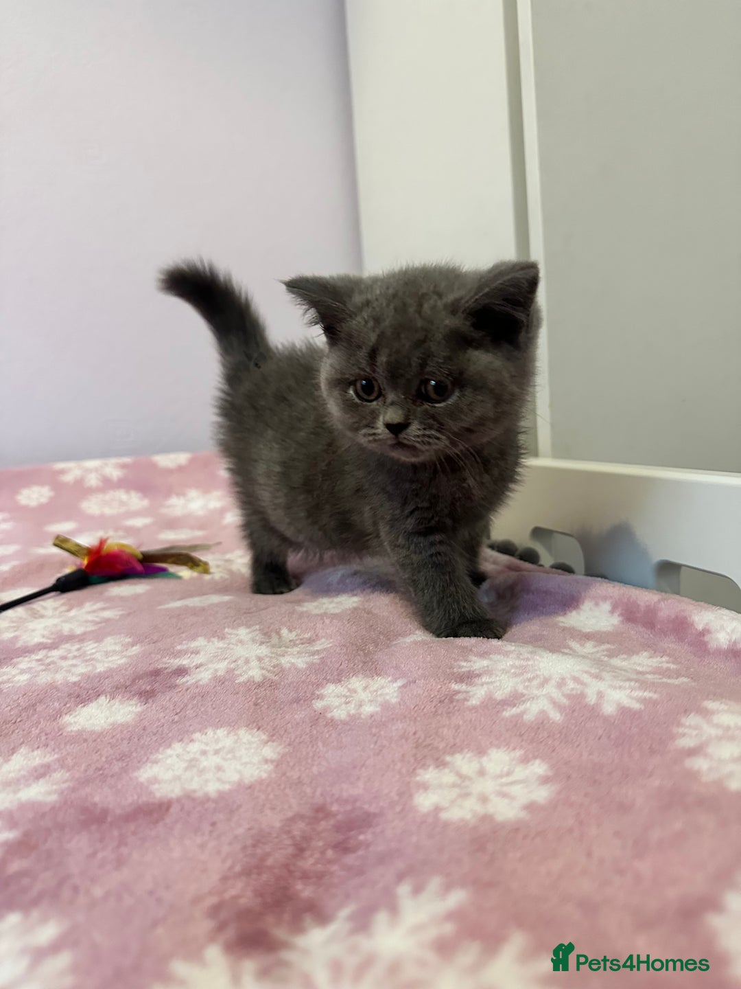 British Shorthair cats for sale: Championline British Blue kittens - Image 8