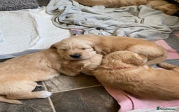 Golden Retriever dogs for sale: Golden Retriever Puppies (3 x Females Available) - Image 9