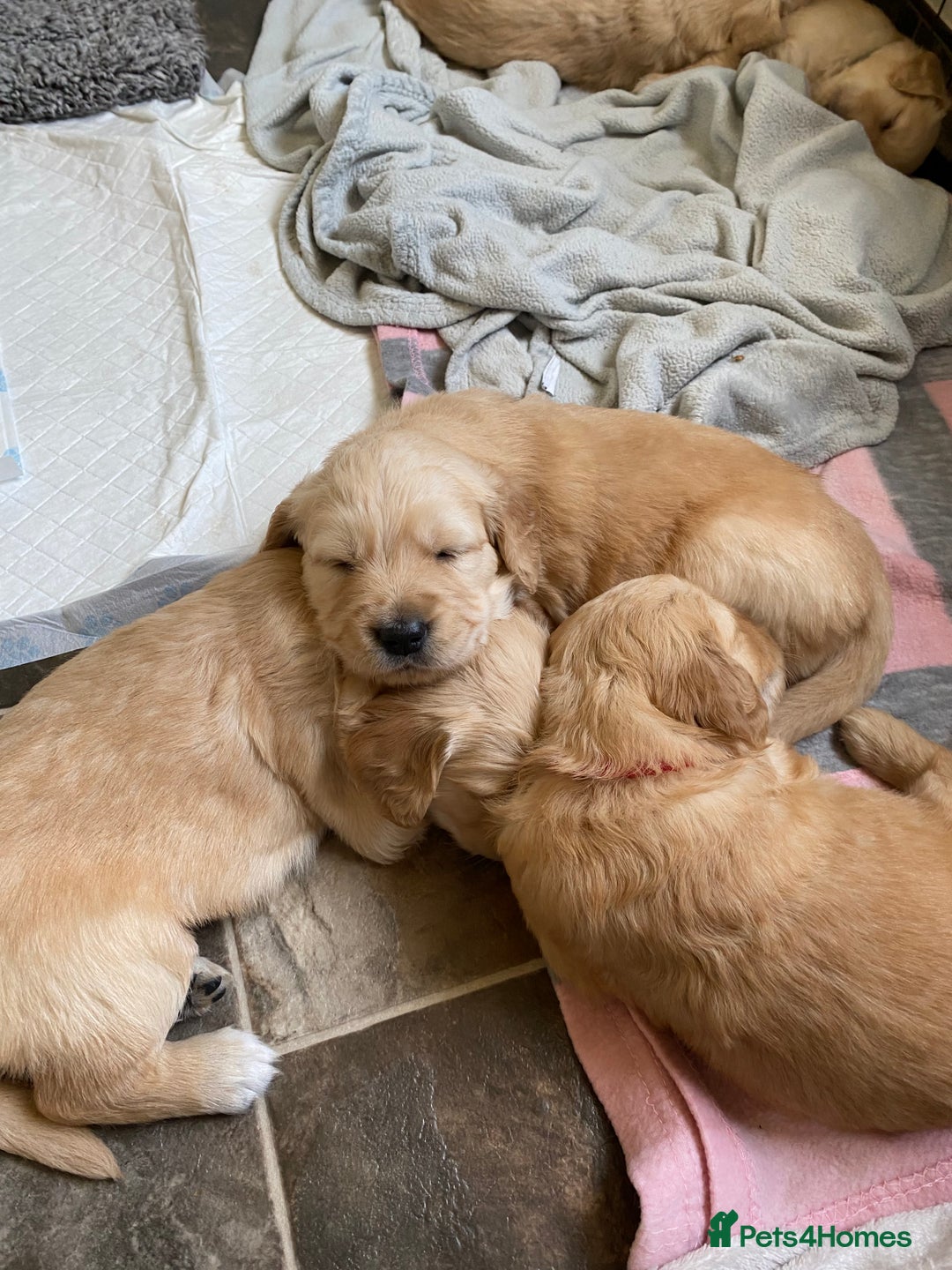Golden Retriever dogs for sale: Golden Retriever Puppies (3 x Females Available) - Image 9