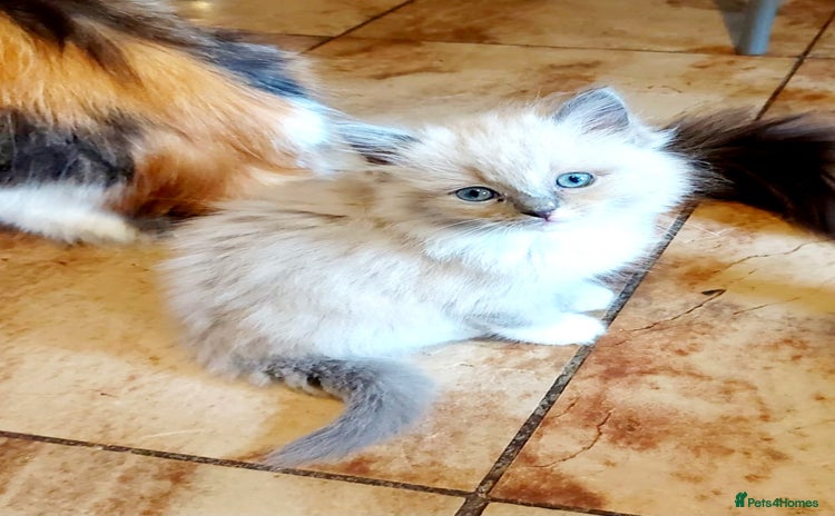 Ragdoll cats - Advert 1