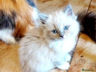 Ragdoll cats - Advert 19