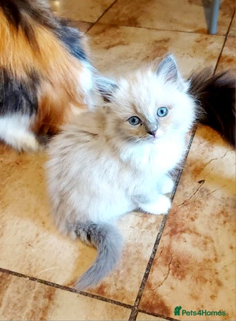 Ragdoll cats - Advert 1