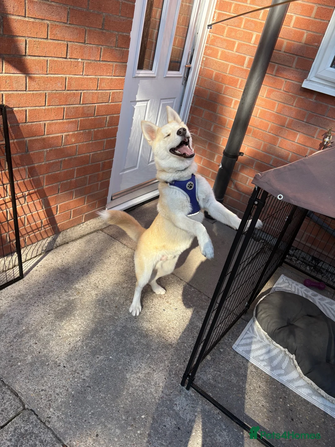 Siberian Husky dogs for sale: Siberian Husky   - Advert 1