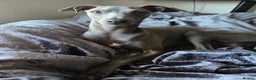 Italian Greyhound dogs for sale: Quality KC Registered Italian Greyhound puppies - Advert 26