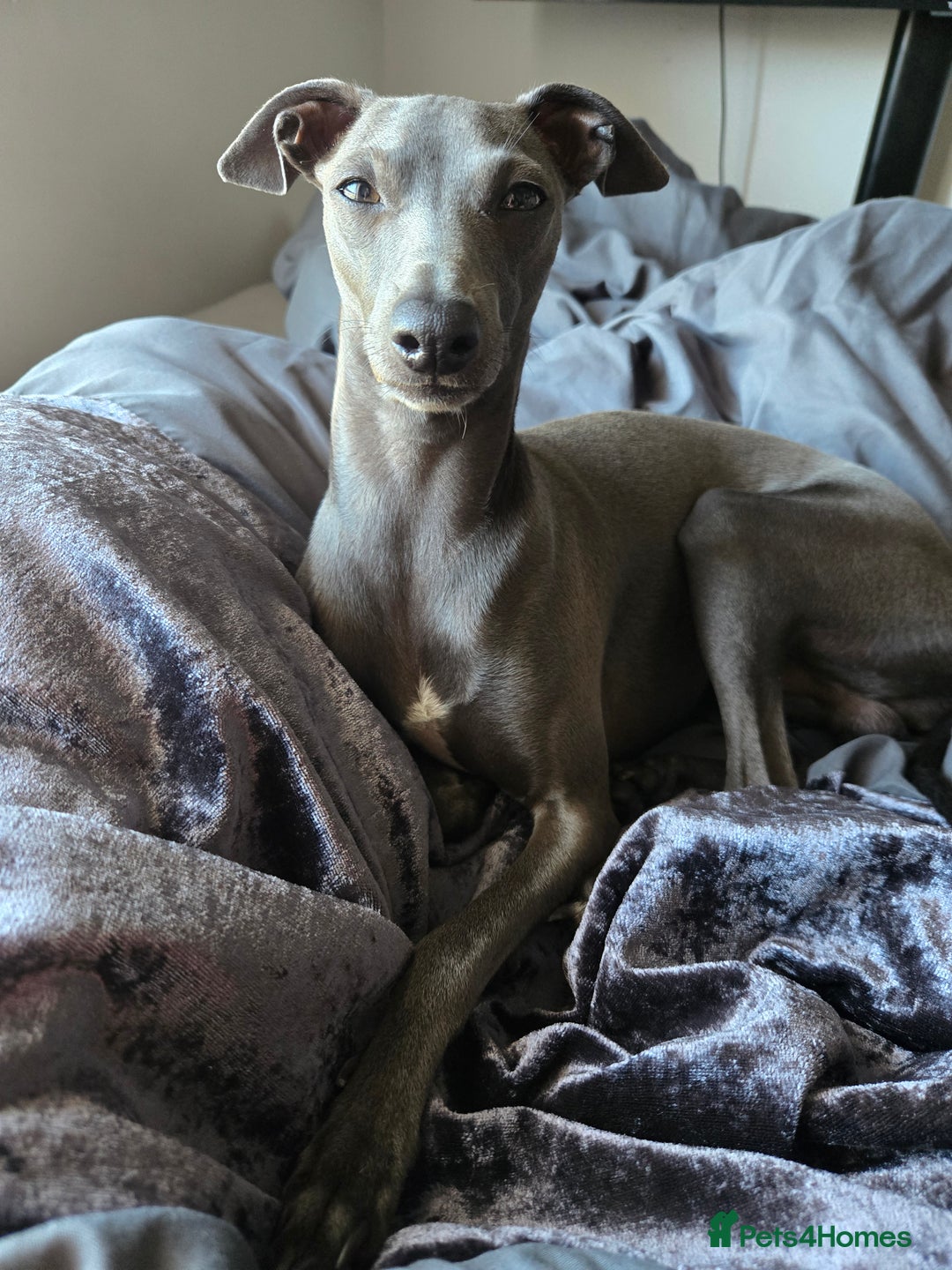 Italian Greyhound dogs for sale: Quality KC Registered Italian Greyhound puppies - Advert 26