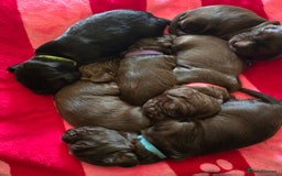Cocker Spaniel dogs for sale: Cocker spaniel puppies - Image 37
