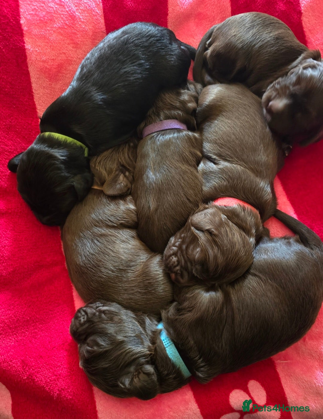 Cocker Spaniel dogs for sale: Cocker spaniel puppies - Image 37