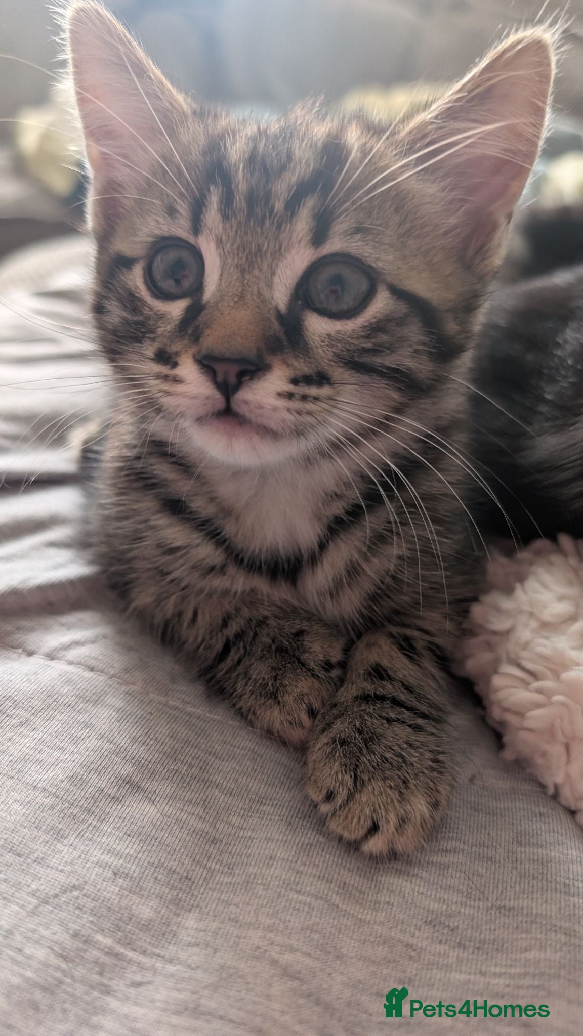Mixed Breed cats Kittens ready now  - Advert 1
