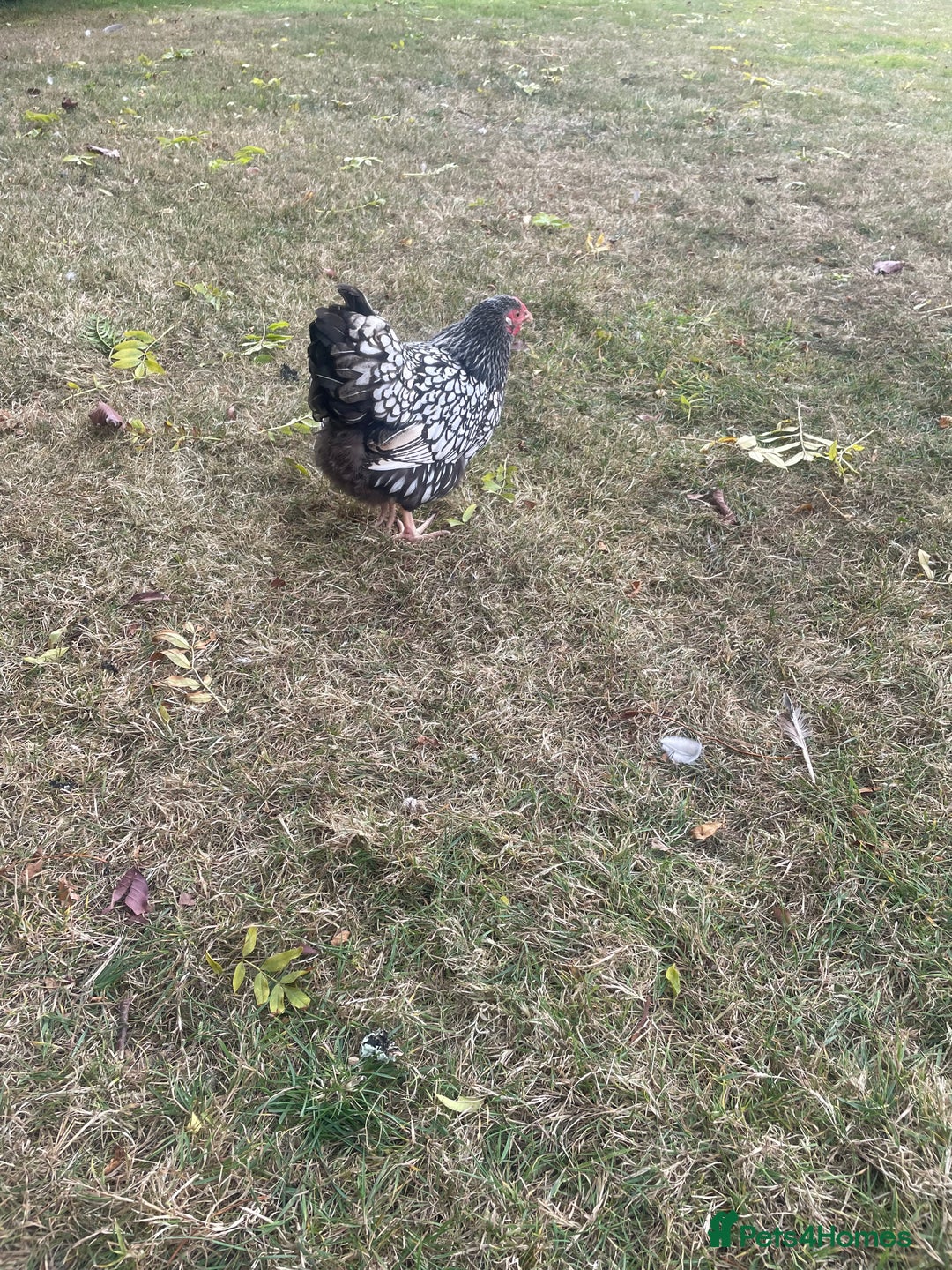Chickens poultry for sale: Three lovely ladies  - Image 2