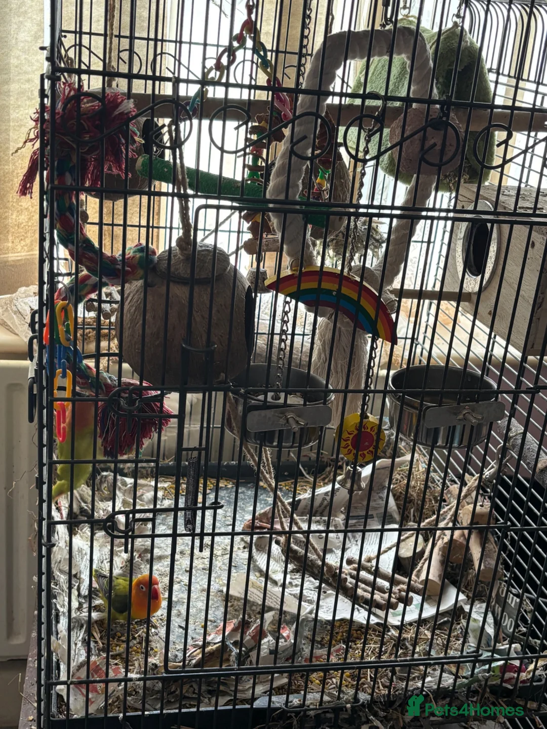 Lovebirds birds for sale: Two bonded love birds for sale - Advert 6