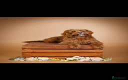 Cavapoo dogs for sale: Cavapoo F1b puppies due in December - Image 4