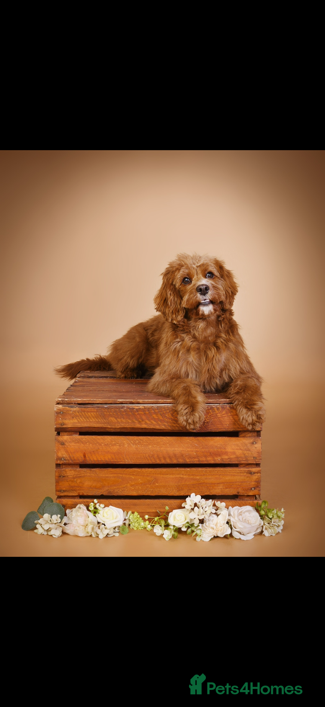 Cavapoo dogs for sale: Cavapoo F1b puppies due in December - Image 4