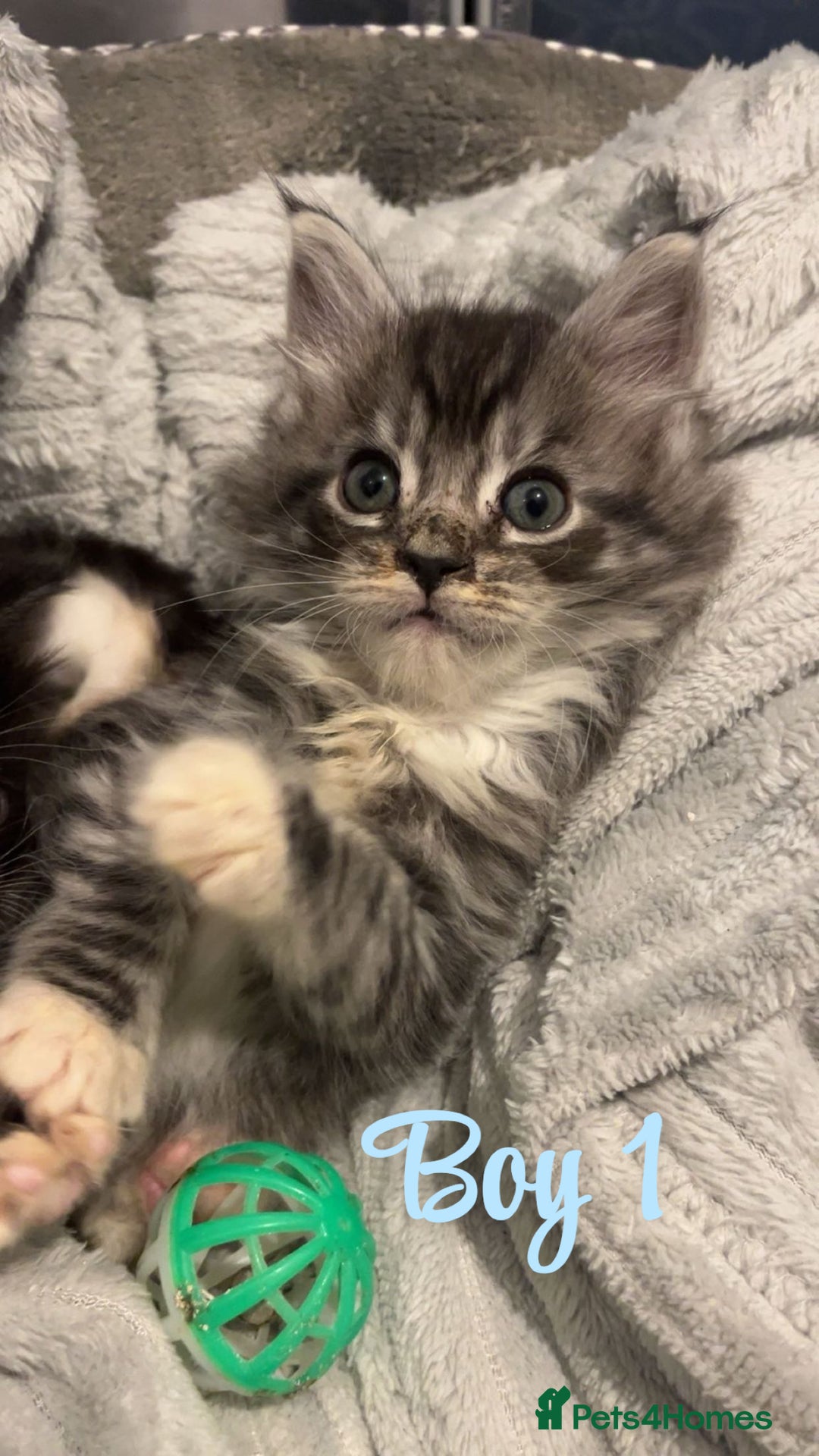 Mixed Breed cats for sale: MAINECOON X KITTENS FOR SALE 🩵🩷 - Advert 9