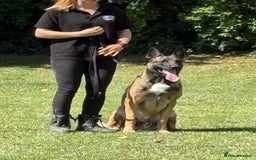 Belgian Shepherd Dog dogs for stud: Belgian Malinois  - Image 4