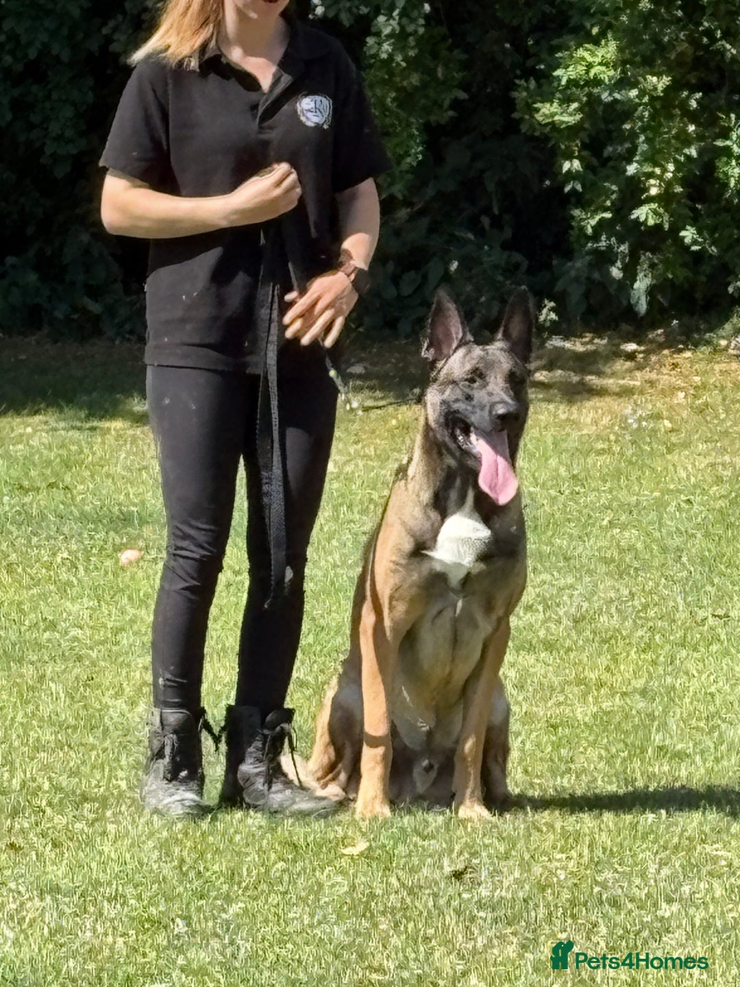 Belgian Shepherd Dog dogs for stud: Belgian Malinois  - Image 4