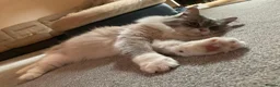 Siberian cats for sale: Retired Neva Siberian Queen  - Advert 2