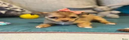 Chihuahua dogs for sale: Beautiful Long-Haired Chihuahua Puppies in Harlow - Advert 9