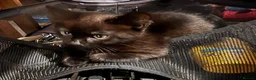 Mixed Breed cats for sale: 2x black kittens  in Lowestoft - Advert 3
