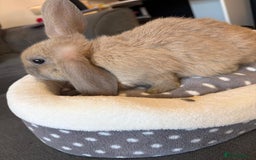 Lionhead rabbits for sale: Beautiful Lionhead/Mixed breed baby rabbits  - Image 13