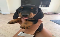Miniature Dachshund dogs for sale: Last boy ready for new home Mini Dachshund  - Image 1