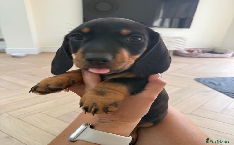 Miniature Dachshund dogs - Advert 4