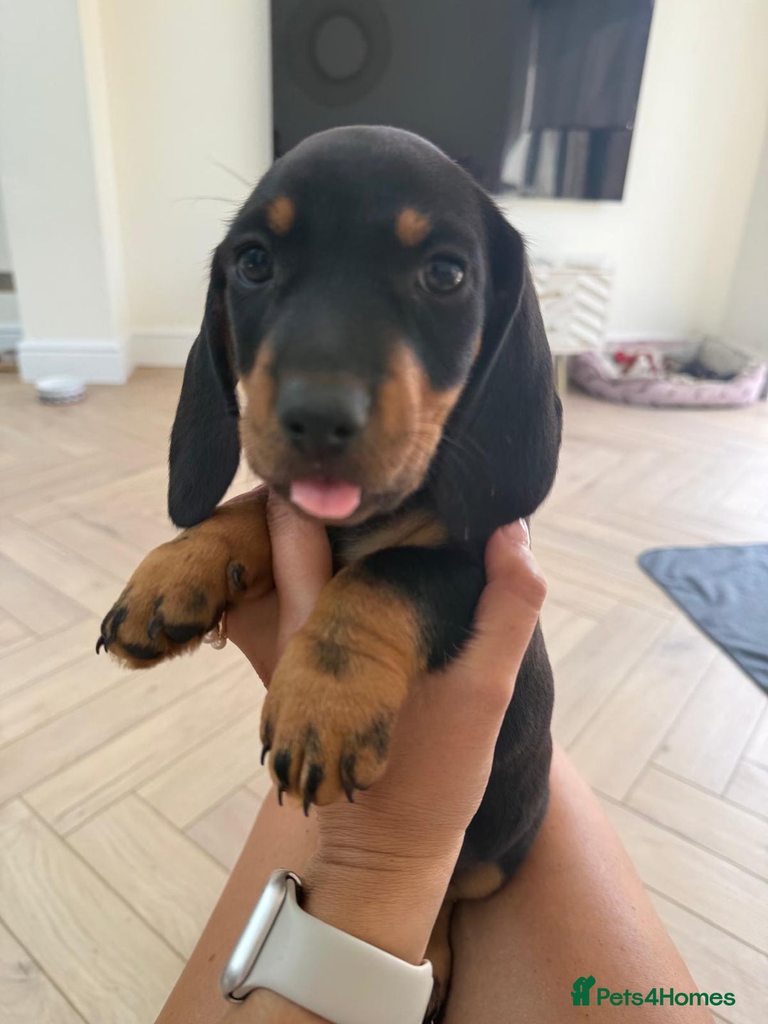 Miniature Dachshund dogs for sale: Last boy ready for new home Mini Dachshund  - Image 1