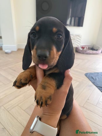 Miniature Dachshund dogs - Advert 6