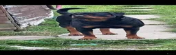 Rottweiler dogs for sale: Rottweiler pups - Advert 4
