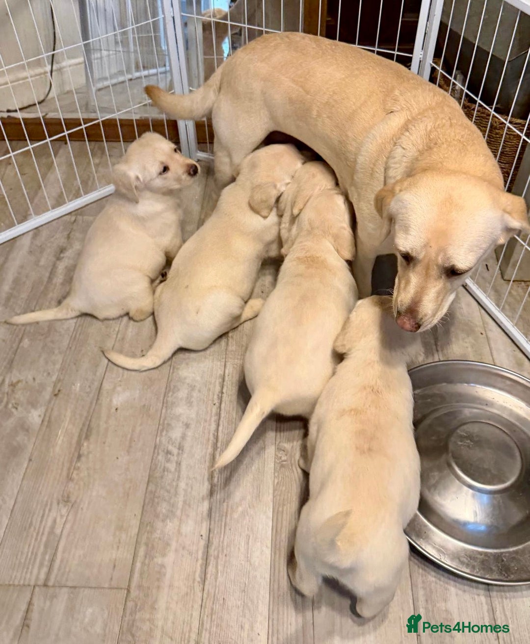 Goldador dogs for sale: Stunning Lab x Retriever pups - Advert 5