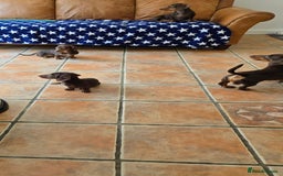 Dachshund dogs for sale: Loverly Dauchunds  - Image 5