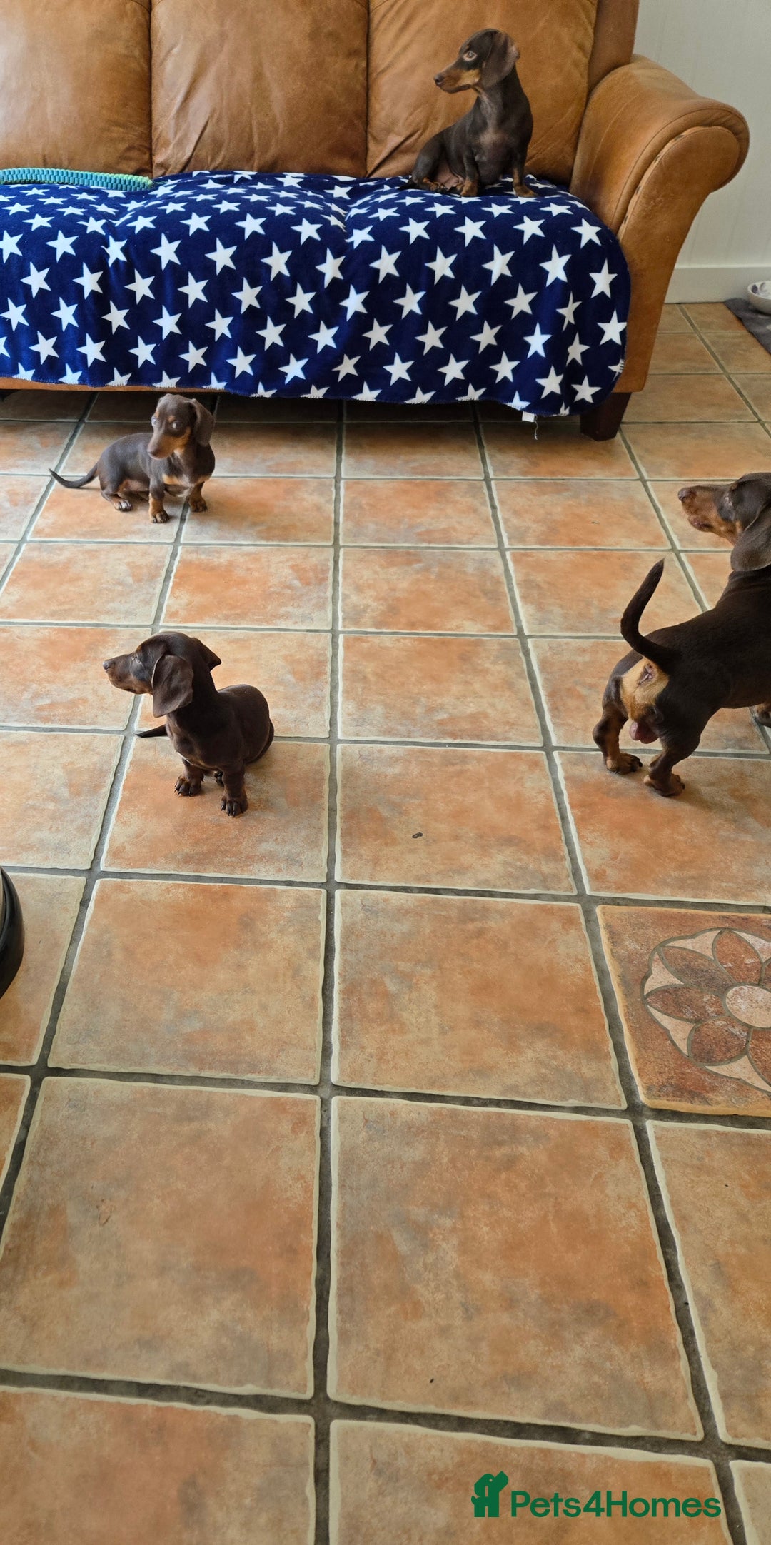 Dachshund dogs for sale: Loverly Dauchunds  - Image 5
